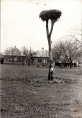 Gólyafészek