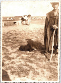 Pásztorélet