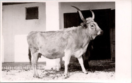 Zsuzska