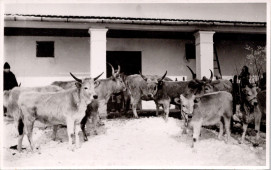 A törzsgulya