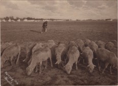 A búsuló juhász