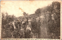 A szőlőben