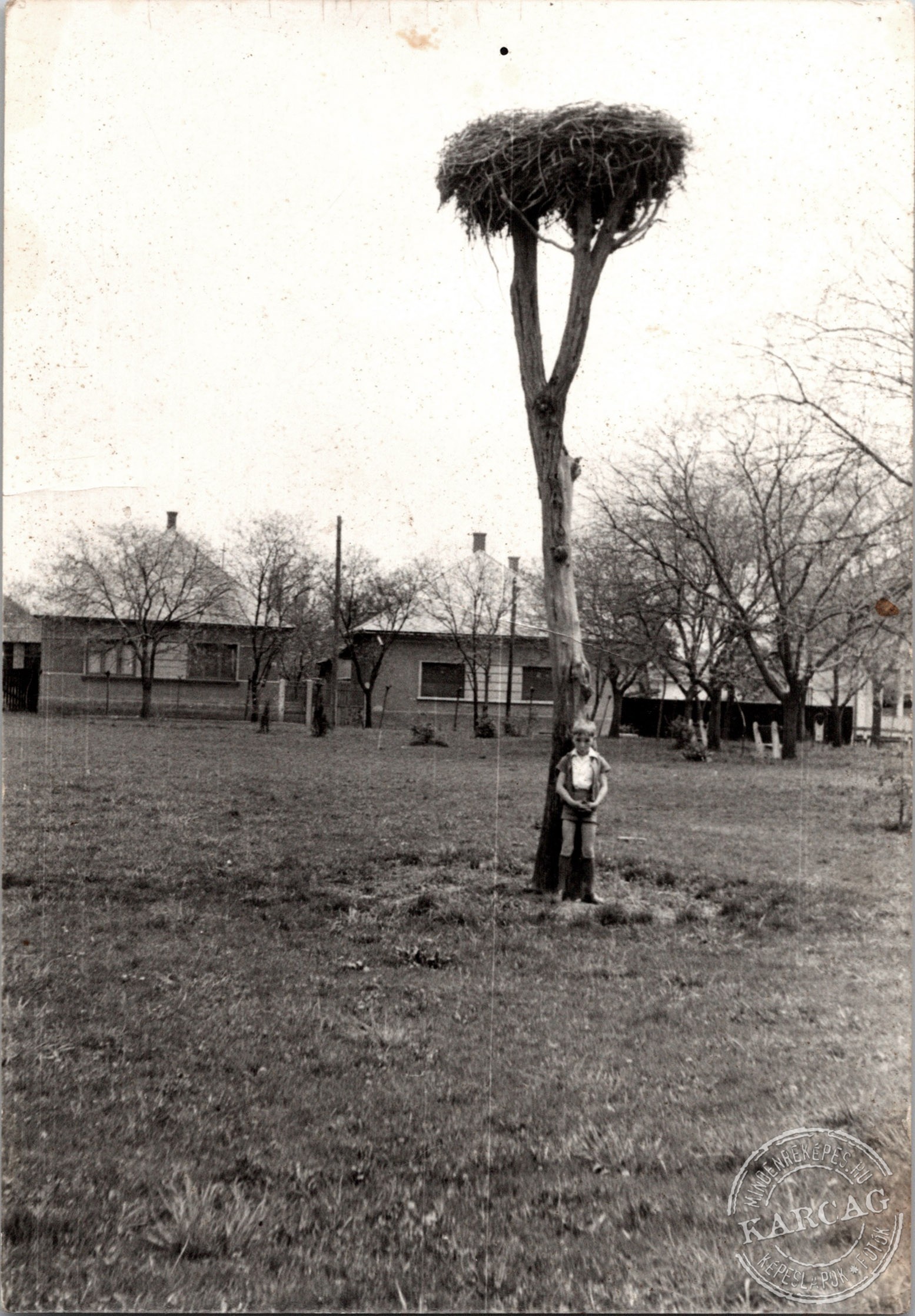Gólyafészek