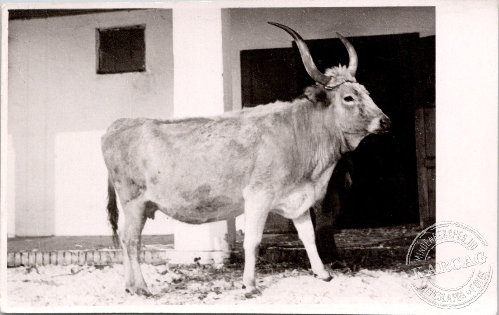 Zsuzska