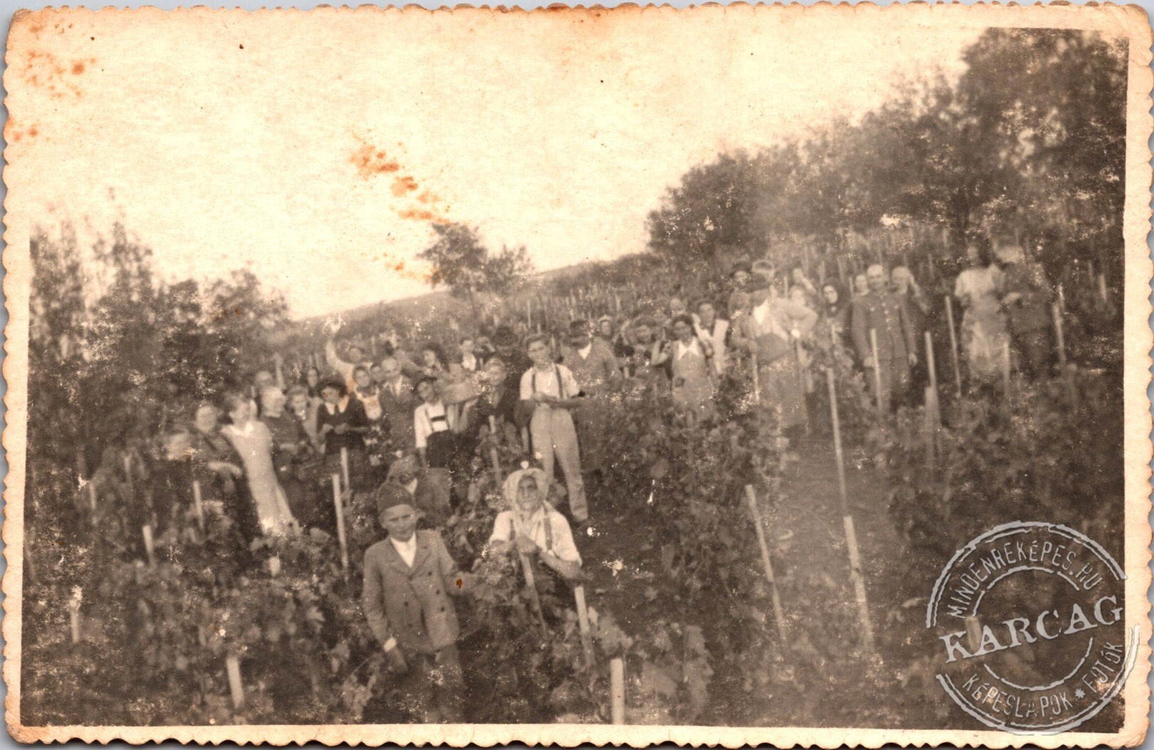 A szőlőben
